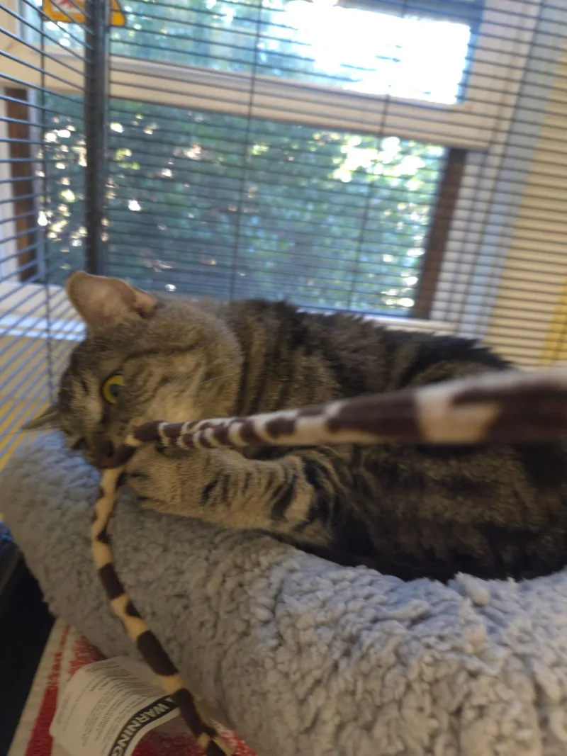 An adult medium-sized female Domestic Short Hair cat named Lavender for adoption in Warwick, RI