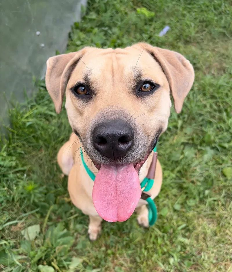 An adult medium-sized female Yellow / Tan / Blond / Fawn Labrador Retriever dog named Suhana for adoption in Chicago, IL