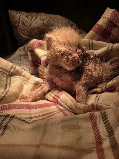 A baby small-sized male Domestic Short Hair cat named Reagan for adoption in Sevierville, TN