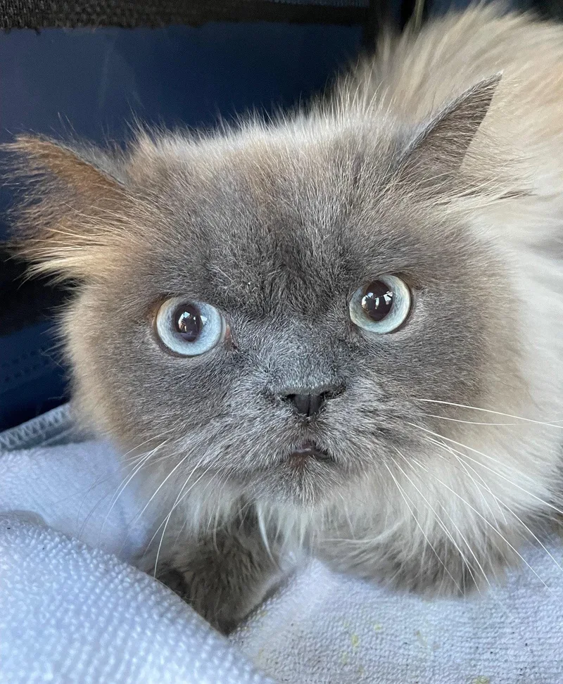 A young medium-sized male Himalayan cat named Mortimer for adoption in Island Lake, IL