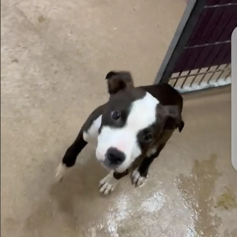 A baby medium-sized male American Staffordshire Terrier dog named Big Fudge for adoption in Brentwood, CA