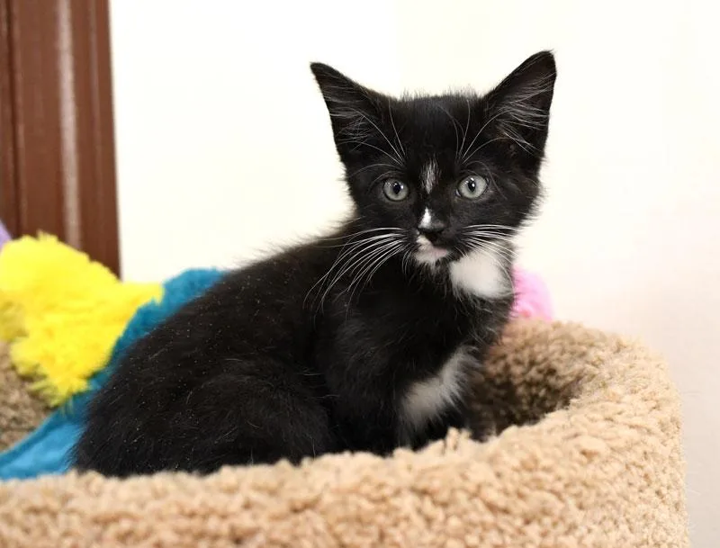 A baby medium-sized male Black & White / Tuxedo Domestic Short Hair cat named Merlin for adoption in Monroe, GA