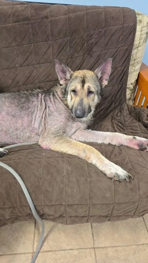 An adult medium-sized male German Shepherd Dog dog named Alf for adoption in Marion, OH