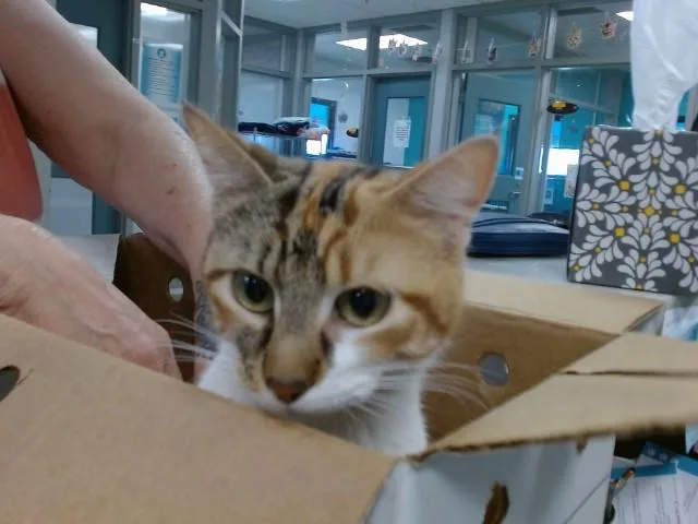 A young small-sized female Domestic Short Hair cat named Coco for adoption in Oklahoma City, OK