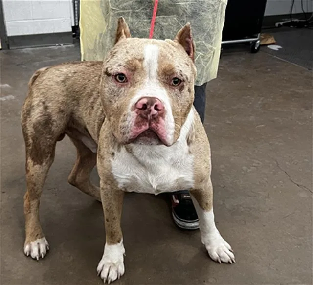 A young large-sized male Mixed Breed dog named Julio for adoption in Dallas, TX
