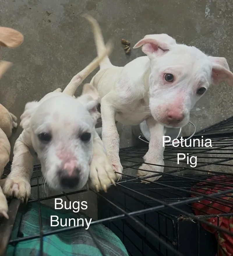 Petunia Pig thumbnail 4