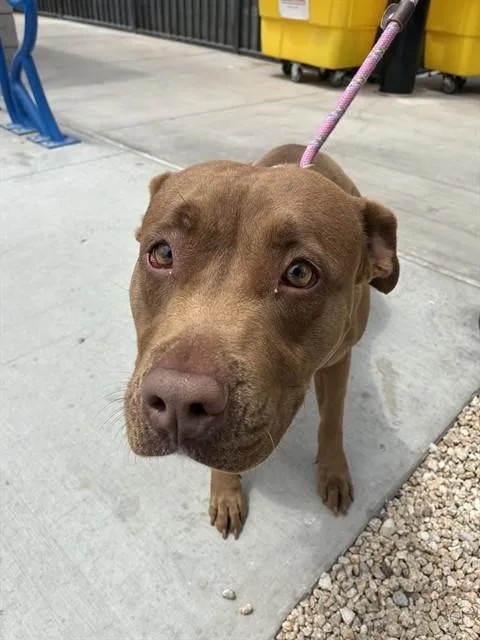 A young large-sized female Pit Bull Terrier dog named Kalliop for adoption in Mesa, AZ