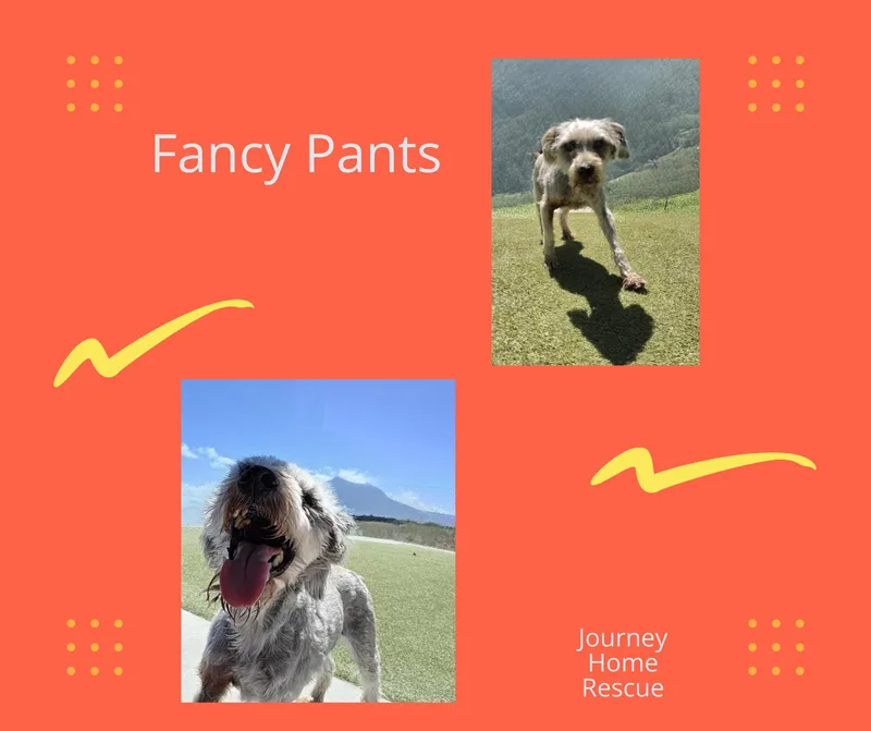 Fancy Pants