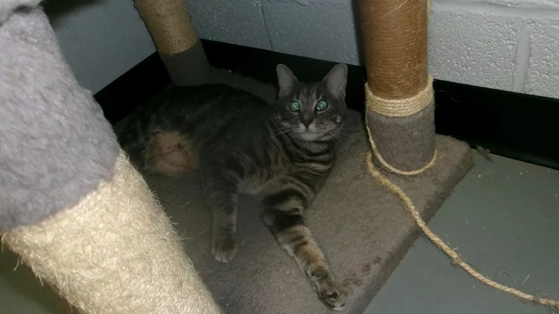 A baby medium-sized female Domestic Short Hair cat named Grey for adoption in Winslow, AZ