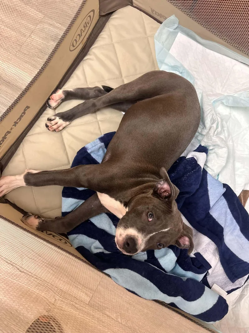 A baby large-sized male Gray / Blue / Silver Pit Bull Terrier dog named Murph for adoption in Levittown, NY
