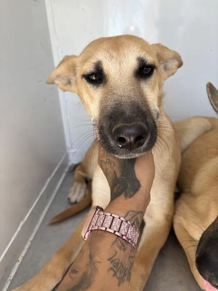 A young medium-sized male Shepherd dog named Tigger for adoption in Victorville, CA