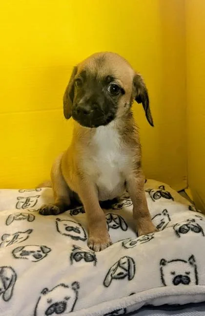 A baby small-sized female Border Terrier dog named Ella for adoption in Houston, TX