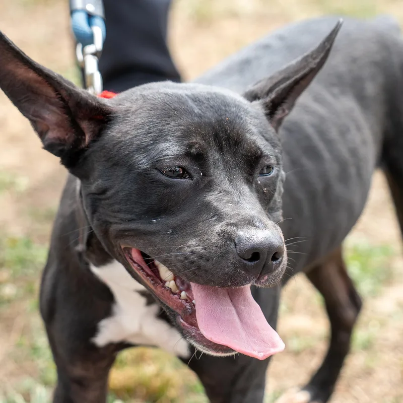 A young medium-sized female Black Pit Bull Terrier dog named Addie for adoption in King George, VA