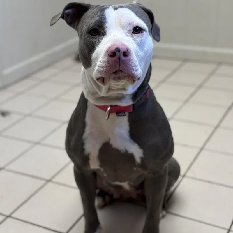 Suki