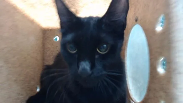 A young medium-sized female Domestic Short Hair cat named Wednesday for adoption in Downey, CA