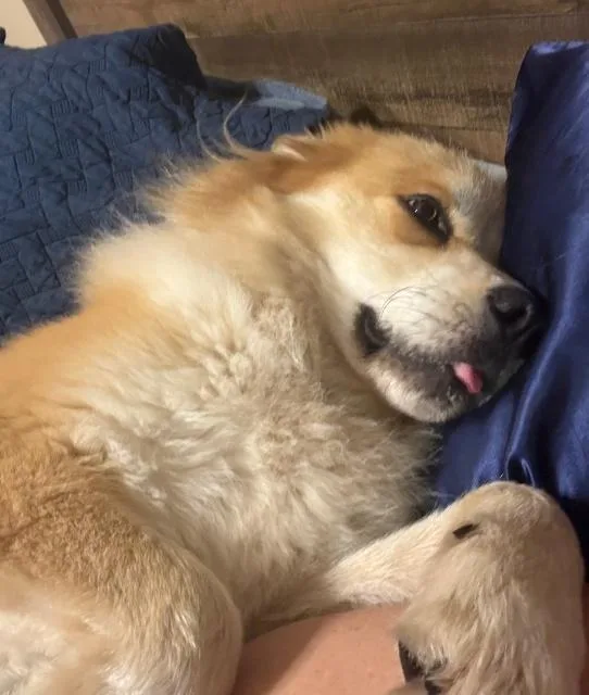 An adult medium-sized male Golden Retriever dog named Woogie for adoption in Minnetonka, MN