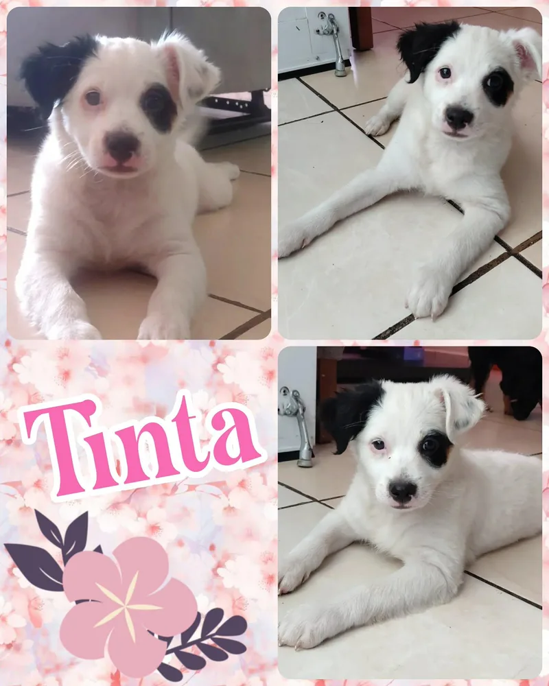 A baby medium-sized female White / Cream Australian Shepherd dog named Tinta for adoption in Ringwood, NJ