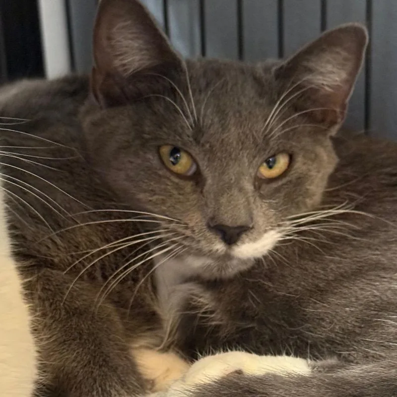 Slowpoke thumbnail 2