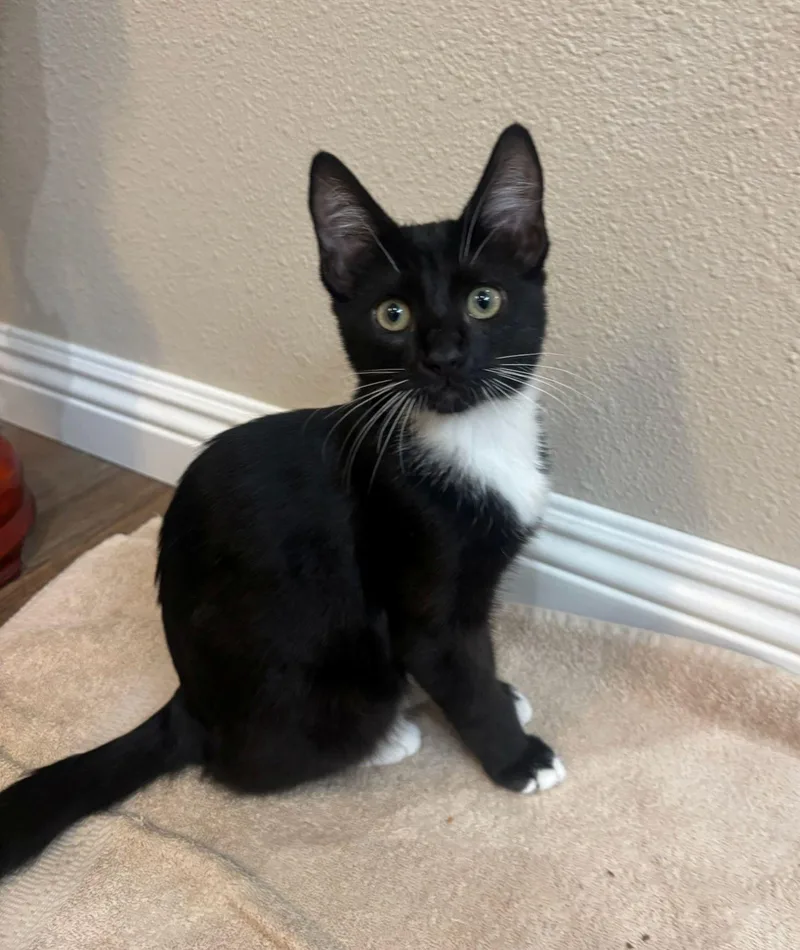 A young medium-sized male Black & White / Tuxedo Domestic Short Hair cat named Sonar for adoption in Lodi, CA