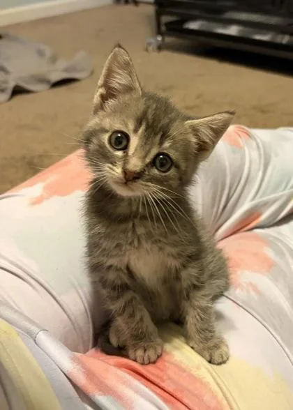 A baby small-sized male Domestic Short Hair cat named Catzilla for adoption in Wilkesboro, NC