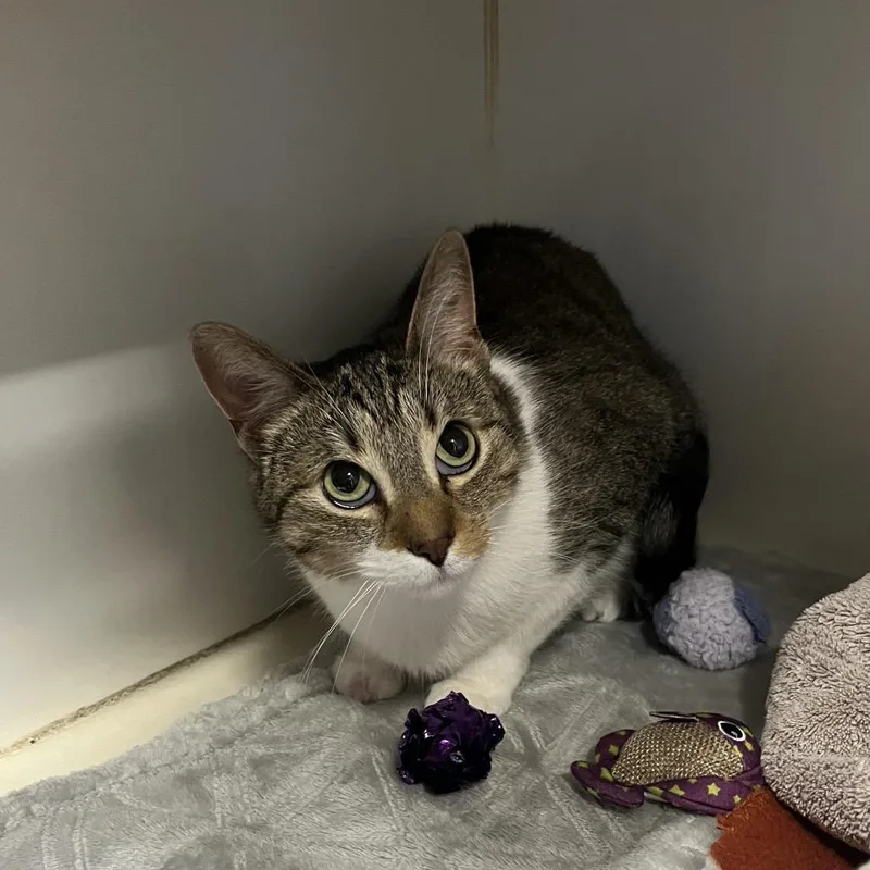 An adult medium-sized female Brown / Chocolate Domestic Short Hair cat named Kaya for adoption in Hinsdale, IL