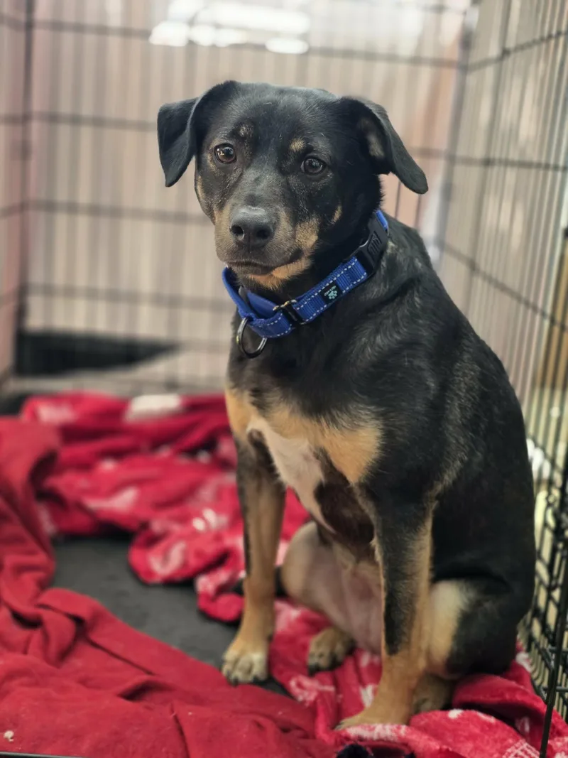 Jelly Bean thumbnail 2