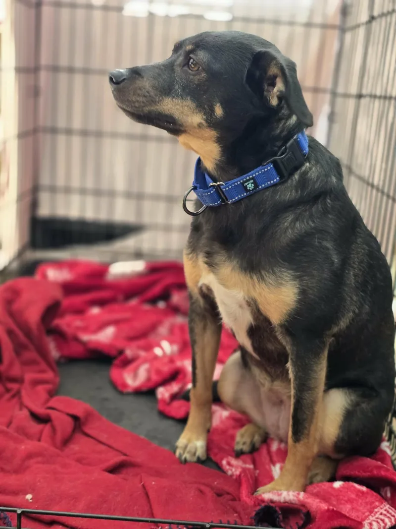 Jelly Bean thumbnail 3