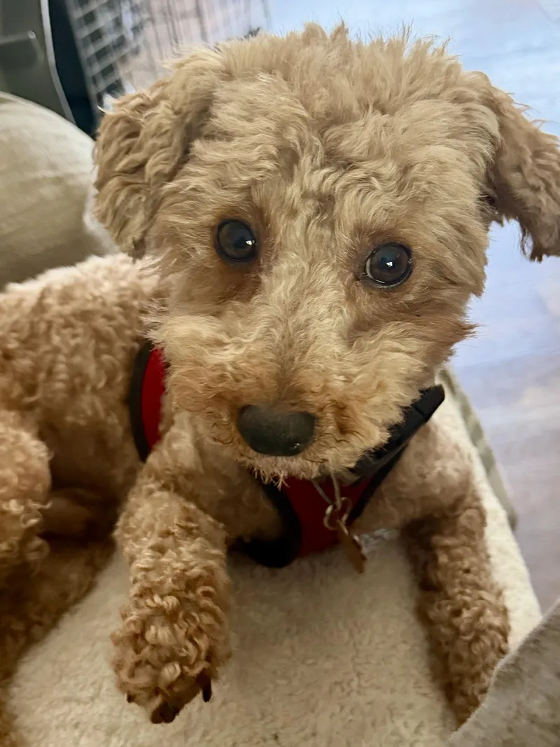 An adult small-sized male Miniature Poodle dog named Jasper for adoption in Delmar, NY