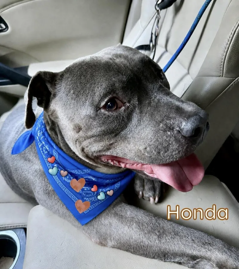 An adult medium-sized male Gray / Blue / Silver American Staffordshire Terrier dog named Honda for adoption in New York, NY