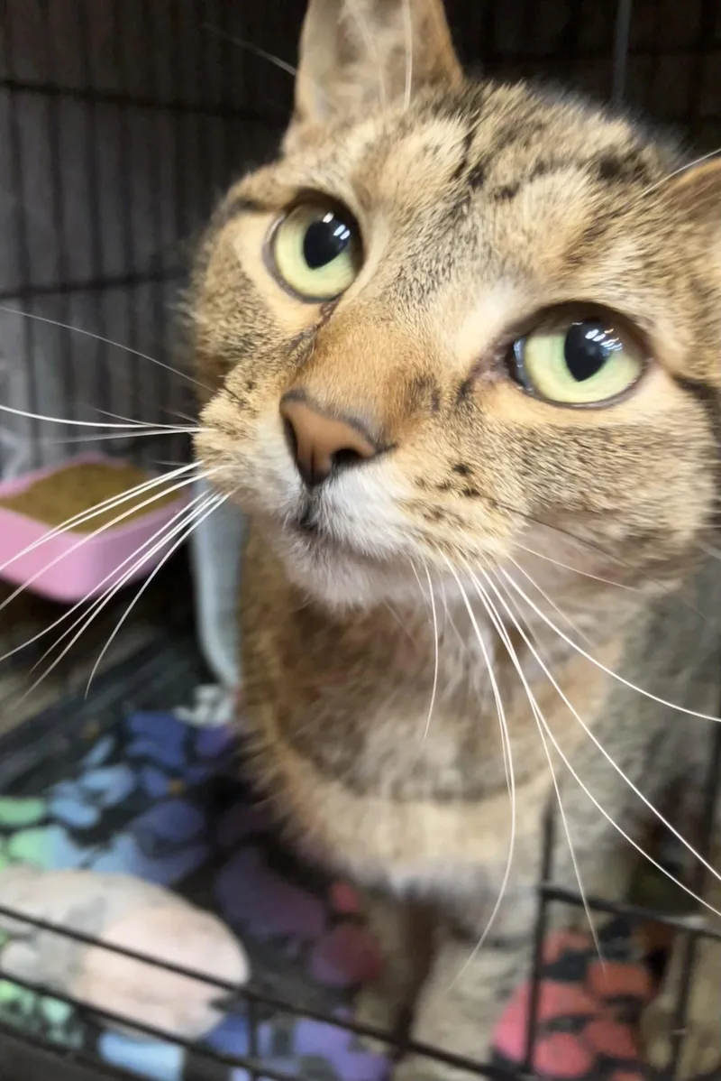 An adult medium-sized female Tabby cat named Sofi for adoption in Dublin, OH