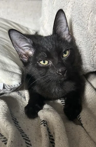 A baby large-sized male Black Domestic Short Hair cat named Quentin for adoption in Flushing, NY