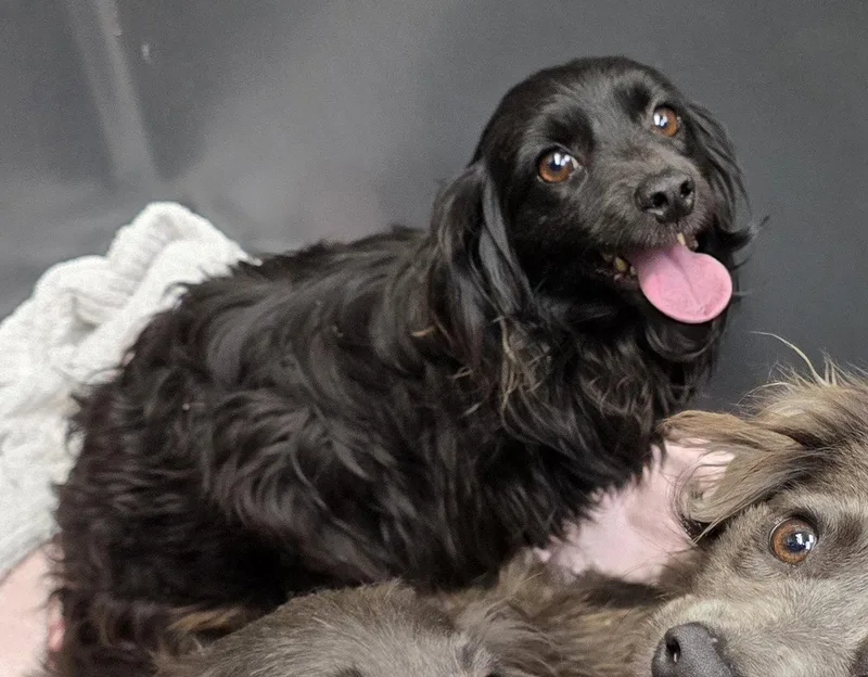 A young small-sized female Dachshund dog named Halo for adoption in Austin, TX