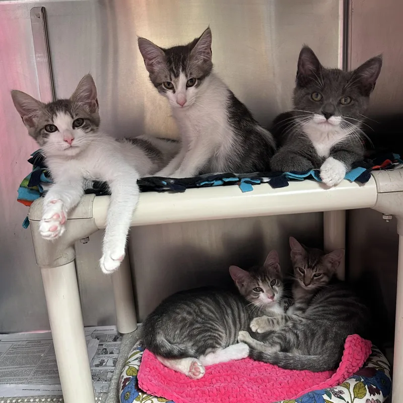 A baby medium-sized male Domestic Short Hair cat named H Crew for adoption in Clifton, NJ