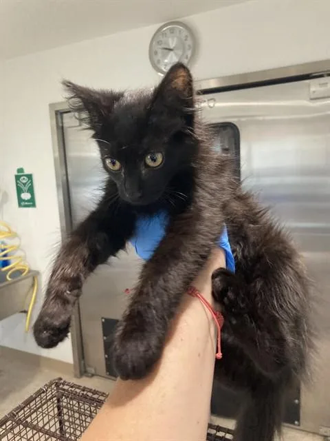 A baby small-sized male Domestic Medium Hair cat named Jet for adoption in Long Beach, CA