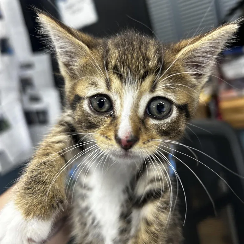 A baby small-sized female Brown / Chocolate Domestic Short Hair cat named Pebbles for adoption in Newark, NJ