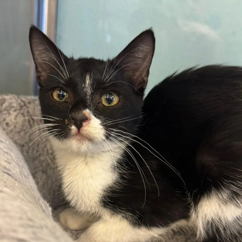 A baby small-sized male Black & White / Tuxedo Domestic Short Hair cat named Colonel Mustard for adoption in Albuquerque, NM