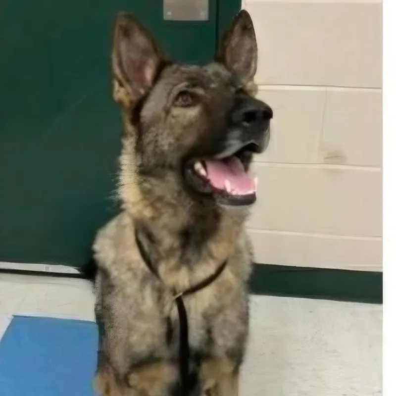 A young large-sized male German Shepherd Dog dog named Eugene for adoption in Minooka, IL