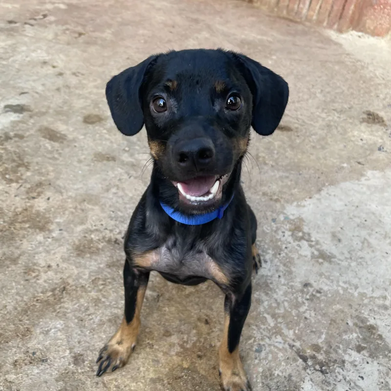 A young medium-sized male Bicolor Mixed Breed dog named Stack for adoption in San Juan, PR