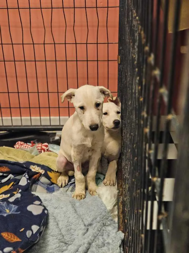 A baby small-sized female Tricolor (Brown, Black, & White) American Bulldog dog named Lucinda for adoption in Lakeland, FL