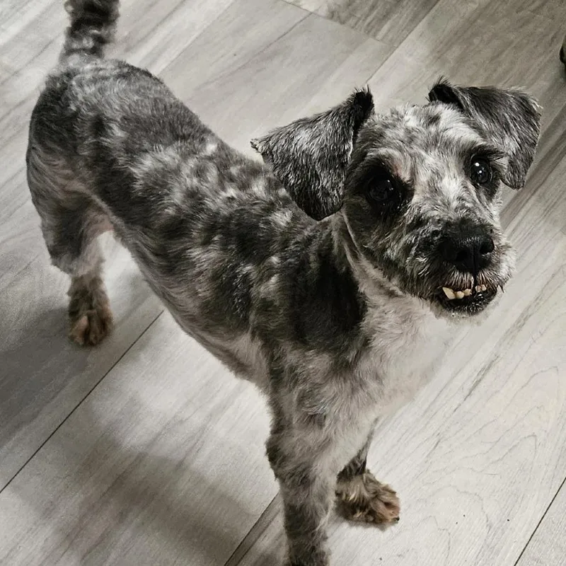 An adult small-sized male Gray / Blue / Silver Schnauzer dog named Jondo for adoption in Calverton, NY