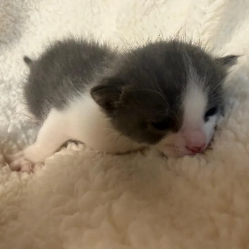 A baby small-sized female Gray / Blue / Silver Domestic Short Hair cat named Mary Jane for adoption in Flower Mound, TX