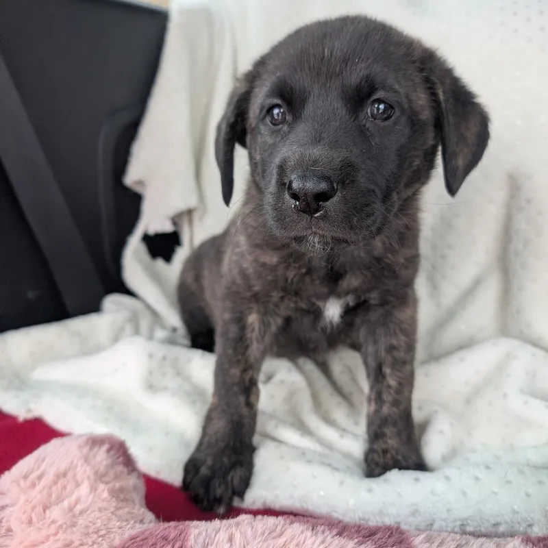 A baby small-sized female Brindle Mixed Breed dog named Daisy for adoption in Madison, WI