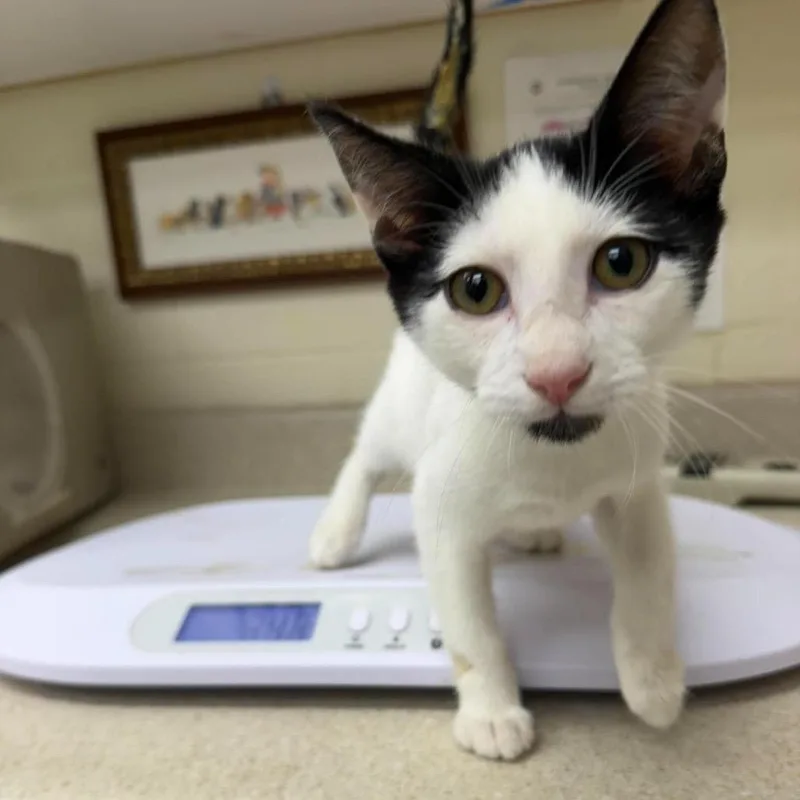 A baby small-sized male Black Domestic Short Hair cat named Dump truck for adoption in Bastrop, TX