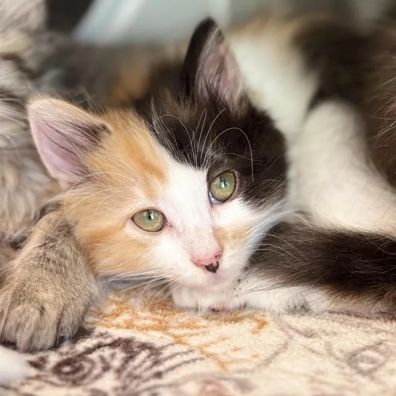 A baby small-sized female White Domestic Medium Hair cat named Pumpkin for adoption in Nashville, IN