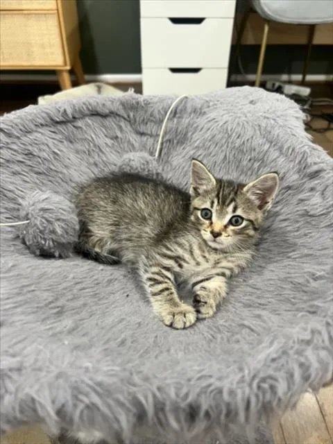 A baby small-sized male Domestic Short Hair cat named Umbreon for adoption in Derwood, MD