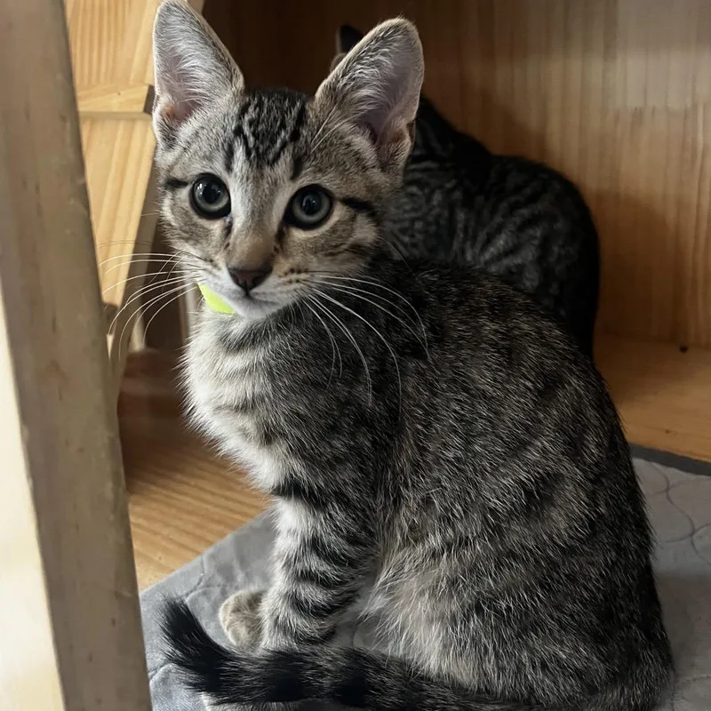 A baby small-sized male Brown / Chocolate Domestic Short Hair cat named Brownie for adoption in Yucca Valley, CA