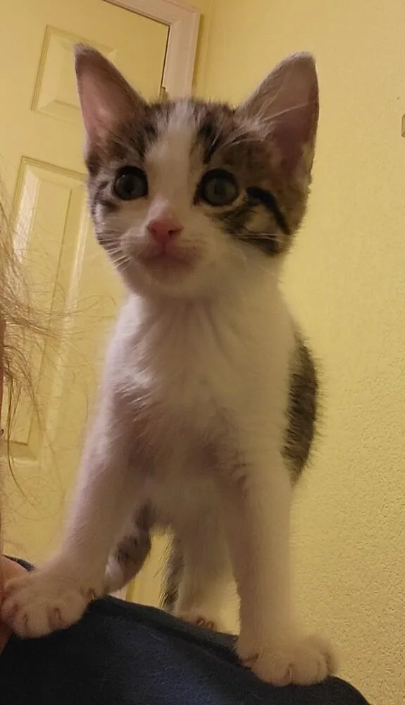 A baby medium-sized female Gray & White Domestic Short Hair cat named Corrine for adoption in Broomfield, CO