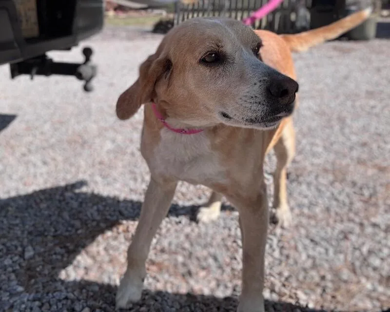 Beef Ravioli thumbnail 2