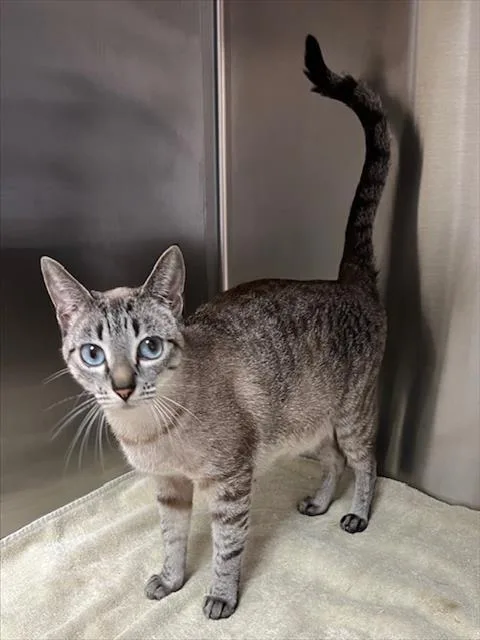 A young small-sized female Domestic Short Hair cat named Castiel for adoption in Norco, CA