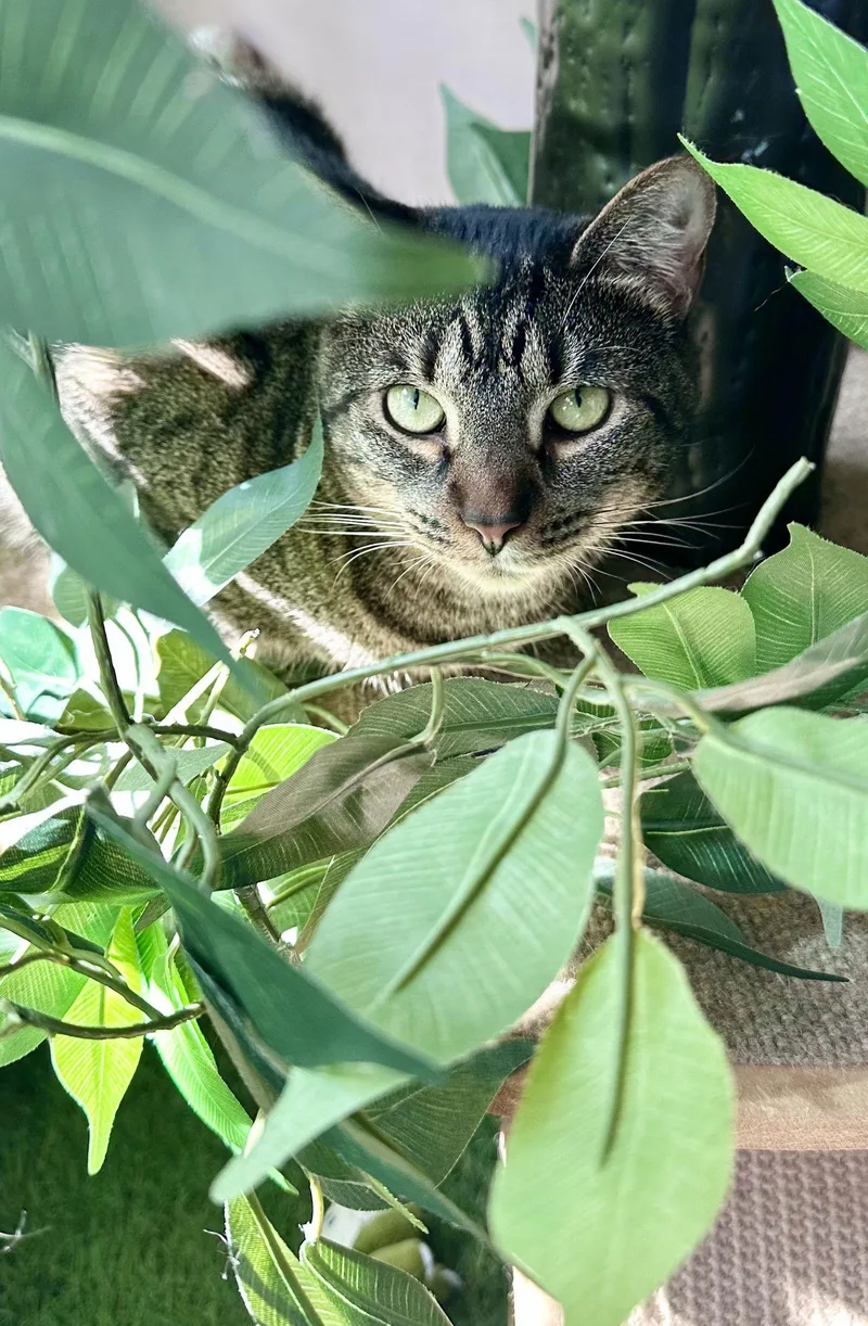 Koko  Willow Grove thumbnail 2